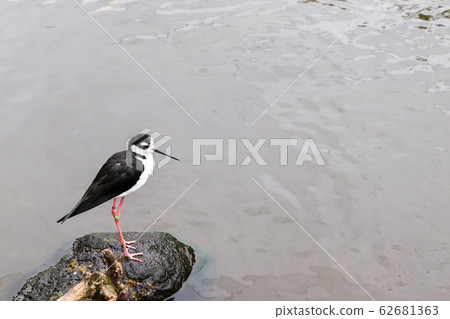 孤獨的鳥站在水邊 62681363