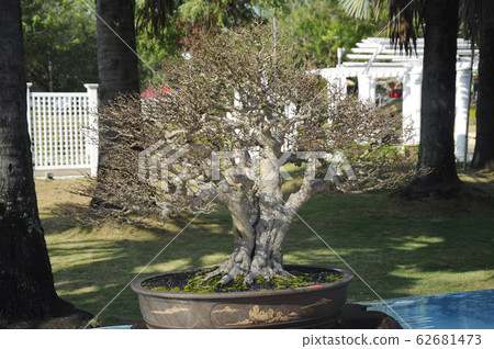Bonsai tree display for public in Royal Floria Putrajaya garden in Putrajaya, Malaysia. 62681473