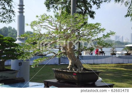 Bonsai tree display for public in Royal Floria Putrajaya garden in Putrajaya, Malaysia. Bonsai tree display for public in Royal Floria Putrajaya garden in Putrajaya, Malaysia. 62681478