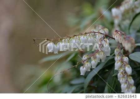 Early spring acebi Early spring acebi 62681643