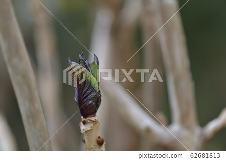Hydrangea bud standing Hydrangea bud standing 62681813
