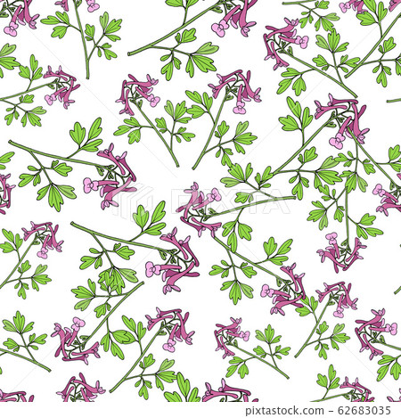 Seamless pattern with Fumewort Corydalis solida , medicinal plant. 62683035
