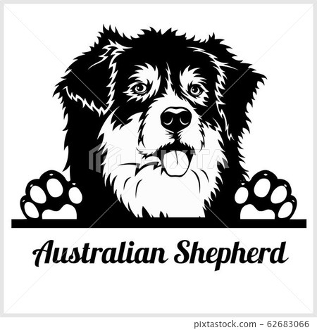 dog head, Australian Shepherd breed, black and white illustration 62683066
