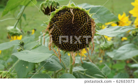 Withered sunflower front Withered sunflower front 62683073
