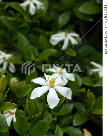 Gardenia gardenia flower 62683331