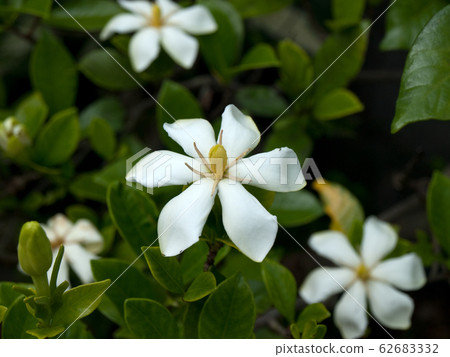 Gardenia gardenia flower Gardenia gardenia flower 62683332