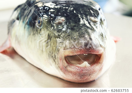 Natural torafugu Natural torafugu 62683755