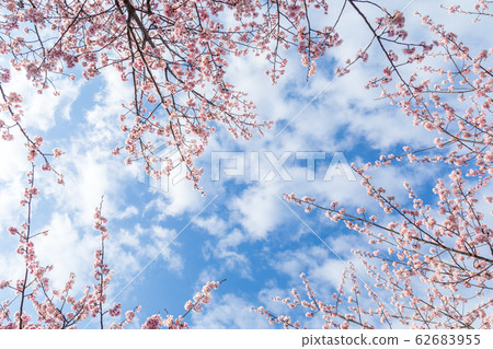 春天櫻花樹和藍藍的天空 春天櫻花樹和藍藍的天空 62683955