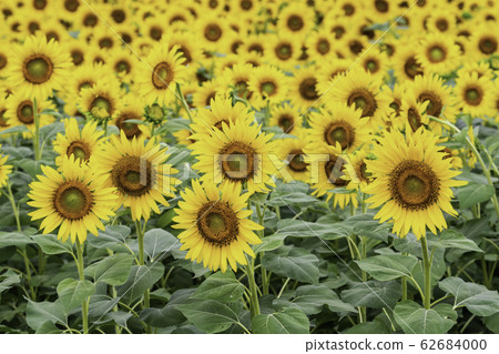 [山梨]明野的向日葵盛開 62684000