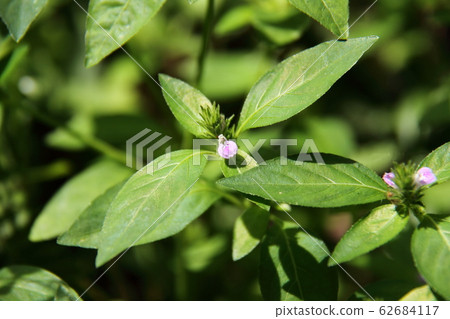 狐狸小貓 62684117