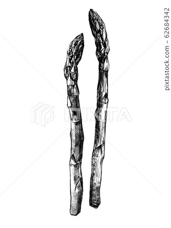 蘆筍筆繪圖 62684342