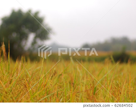 selective focus on gold brown rice field farm under sunset lighting condition reflects on the agricultural field, authentic photo no vector graphics 62684502