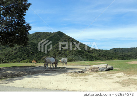 食草動物生活在山腳下的草原上 62684578