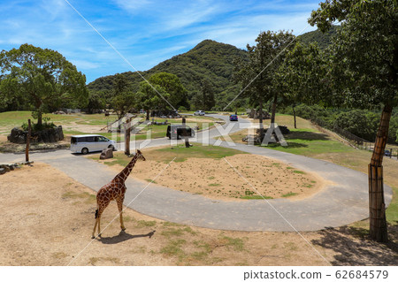 駕駛Safari 62684579