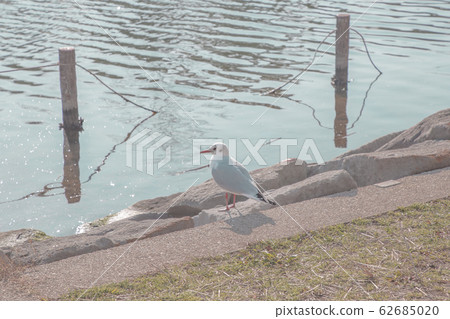 黑頭鷗在河床上 黑頭鷗在河床上 62685020