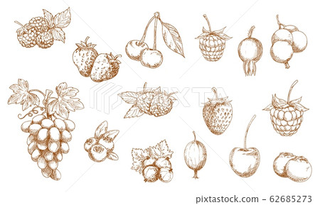 Berries and fruits isolated vector sketches 62685273