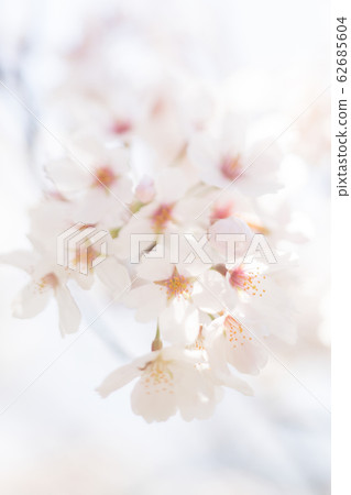 櫻花盛開 櫻花盛開 62685604