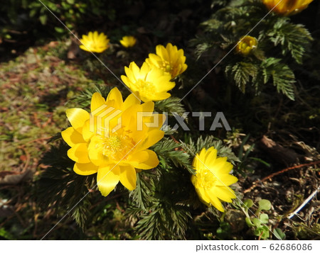 "Fukujuso" blooming in early spring 62686086