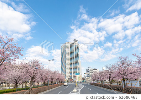 Kawaguchi Motogo Station Row of cherry trees and blue sky 62686465