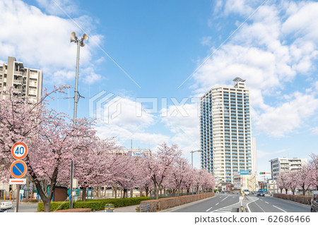 Kawaguchi Motogo Station Row of cherry trees and blue sky 62686466