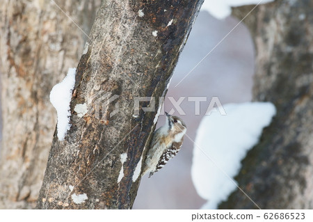 Kogera Kogera 62686523