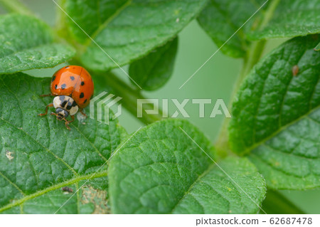 Potato leaves and ladybird 62687478