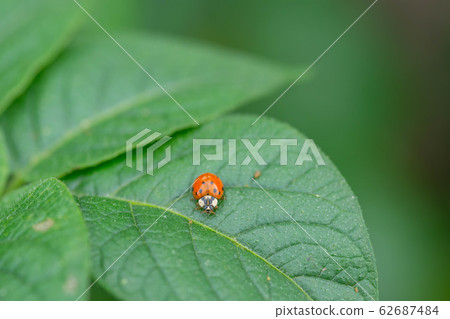 Potato leaves and ladybird 62687484