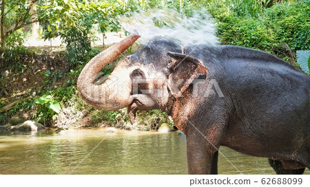 斯里蘭卡 62688099