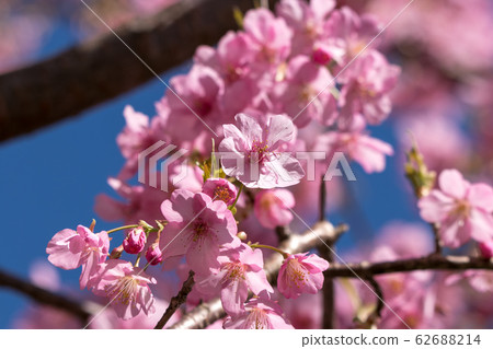 日本千葉縣阿波區江南町Sakuma Dam水上公園的Kawazu Sakura 日本千葉縣阿波區江南町Sakuma Dam水上公園的Kawazu Sakura 62688214