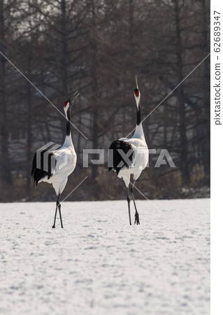 Dandoral cranes 62689347