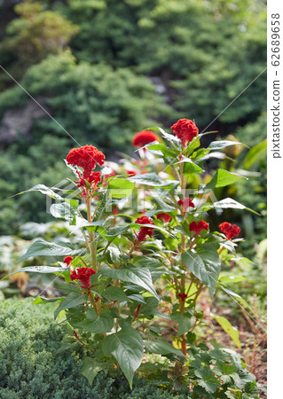 cockscomb 62689658