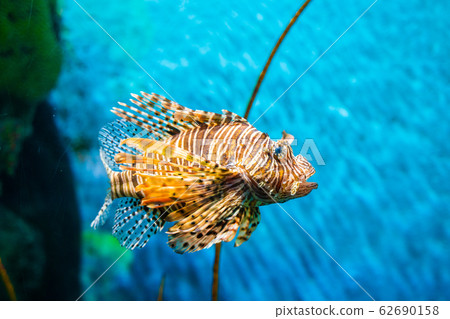 Colorful of Common Lionfish (Turkeyfish, Red 62690158