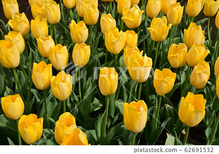 Tulip 62691532