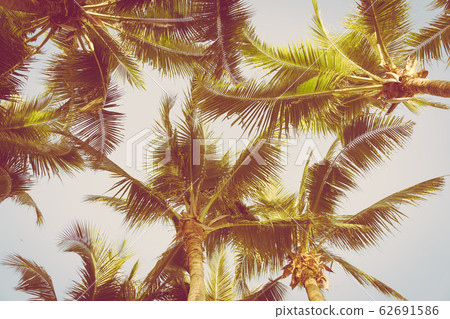 Beautiful tropical palm tree around beach sea ocean at sunset or sunrise 62691586