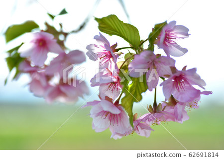 Cherry blossoms early bloom through the backlight 62691814