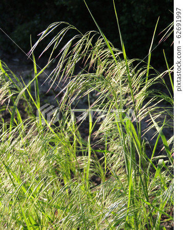 Curved spikelets of Drooping brome or cheatgrass 62691997