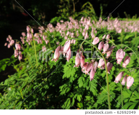 Dicentra, wild or fringed bleeding-heart, 62692049
