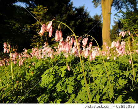 Dicentra, wild or fringed bleeding-heart, Dicentra, wild or fringed bleeding-heart, 62692052