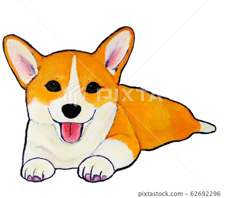 頑皮的柯基犬圖片小狗 頑皮的柯基犬圖片小狗 62692296