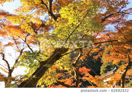 秋天的樹葉 秋天的樹葉 62692832