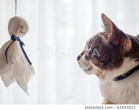 A cat staring at a shark 62693022