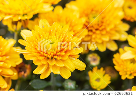 Chrysanthemums flower in botanical garden at sunny summer or spring day. 62693621