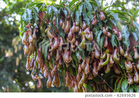 Nepenthes, Tropical pitcher plants and monkey cups (nepenthaceae) in garden. 62693626