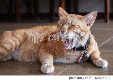 Cute domestic cat lying on grounds. Thai orange and white cat. 62693629