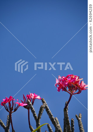 Plumeria 62694289