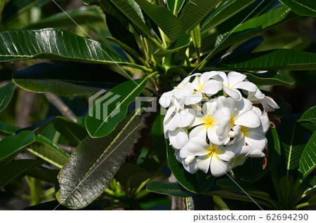 Plumeria Plumeria 62694290