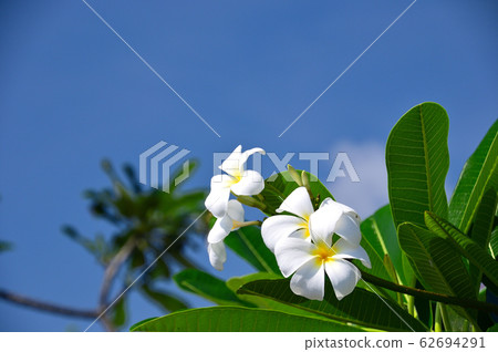 Plumeria Plumeria 62694291