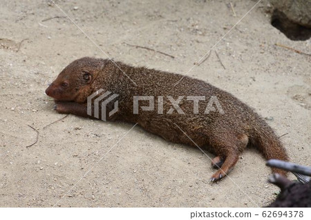 Kobitto mongoose lays long on the ground 62694378