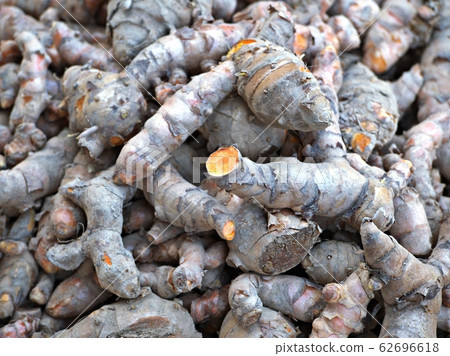 Fresh turmeric rhizome Before processing into herbal medicine. 62696618