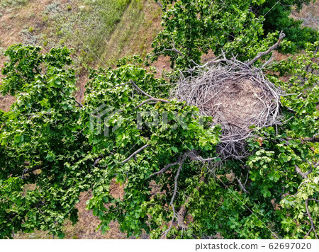 Nest of white-tailed eagle or haliaeetus albicilla on tree 62697020